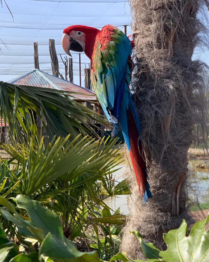 Parrot World - Les Lodges Crecy-la-Chapelle Ngoại thất bức ảnh